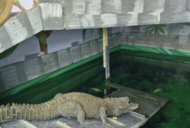 Eine neue NeoVac Biotopfolie für Mandy, das Krokodil | © NeoVac